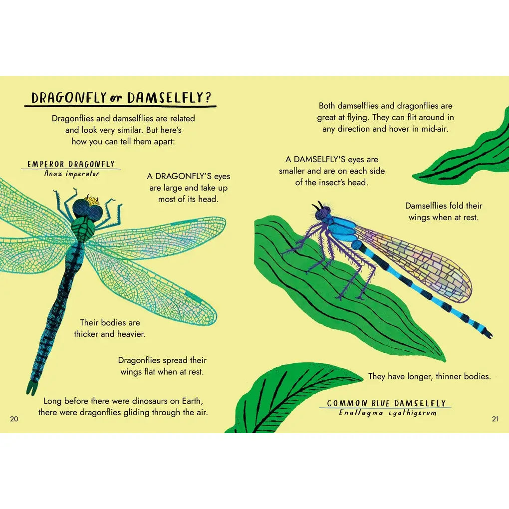 Little Guides to Nature: Hello Bugs Hardback