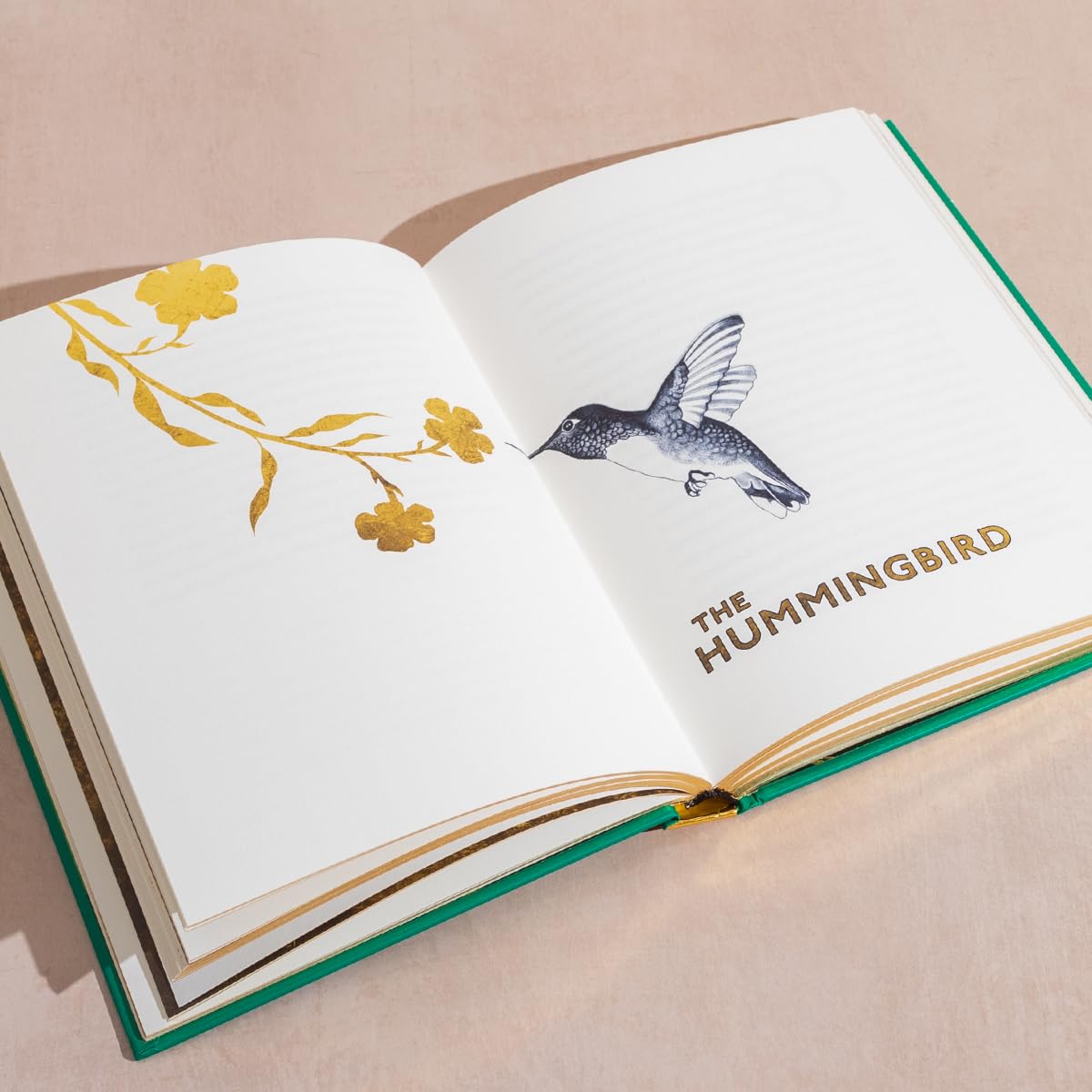The Golden Mole Illustrated Hardback by Katherine Rundell