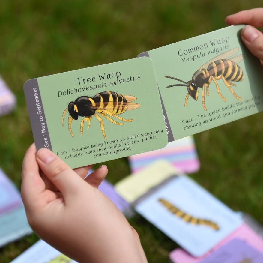 Amazing British Bugs ID Cards
