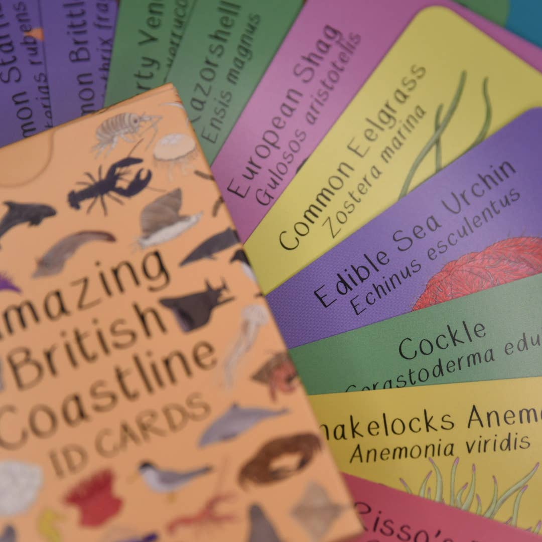 Amazing British Coastline ID Cards
