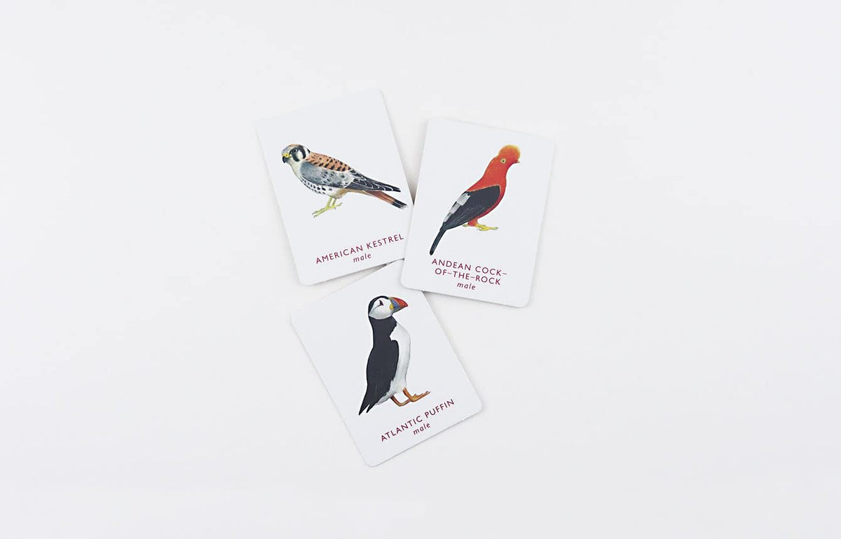 Match a Pair of Birds Memory Game by Christine Berrie