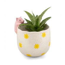 Peeking Pig Porcelain Planter from Sass & Belle