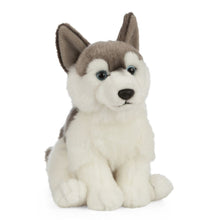 Husky Soft Toy 26cm from Living Nature