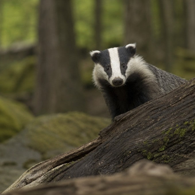 Badger