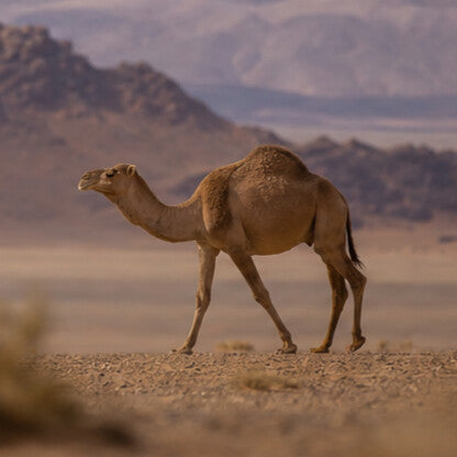 Camel