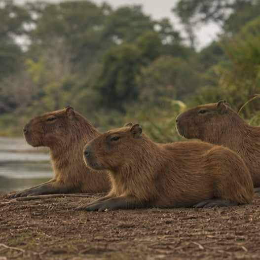 Capybara