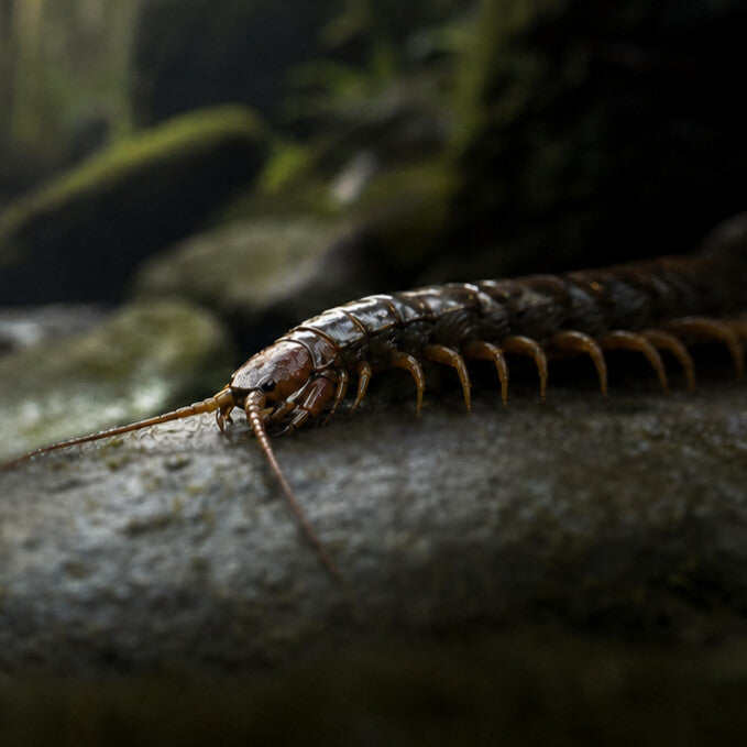 Centipede