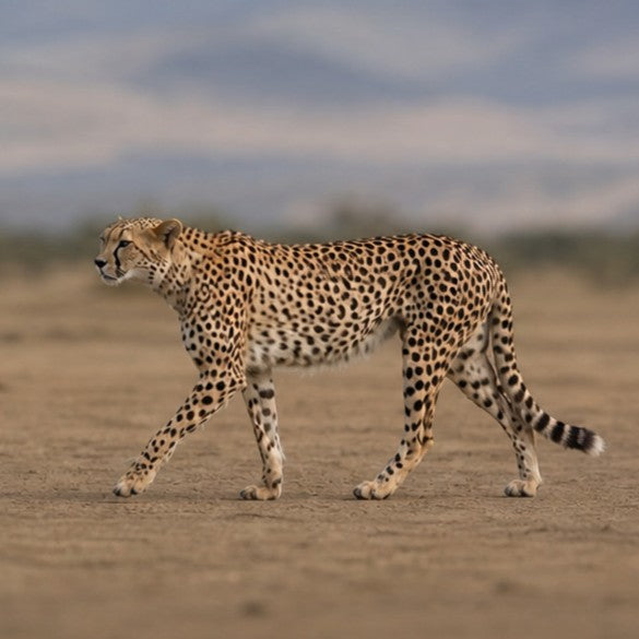 Cheetah