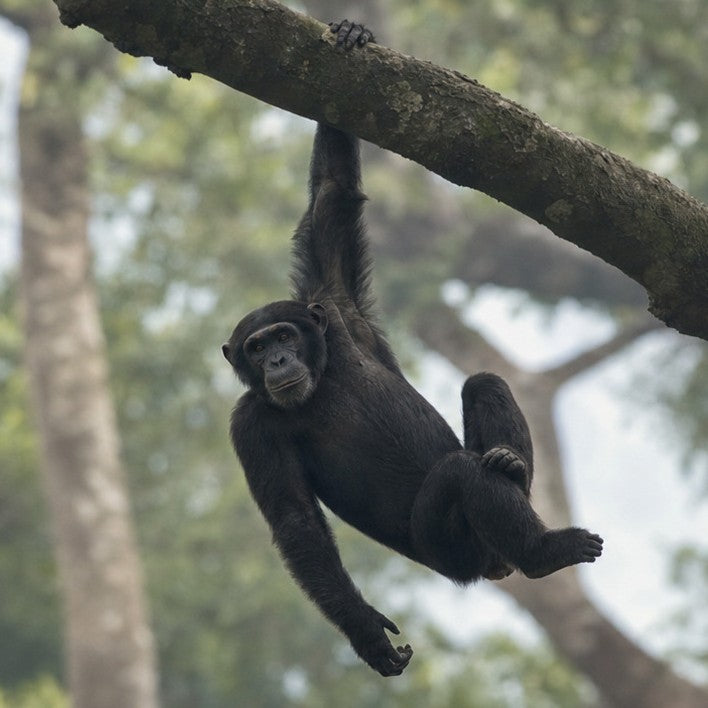 Chimpanzee