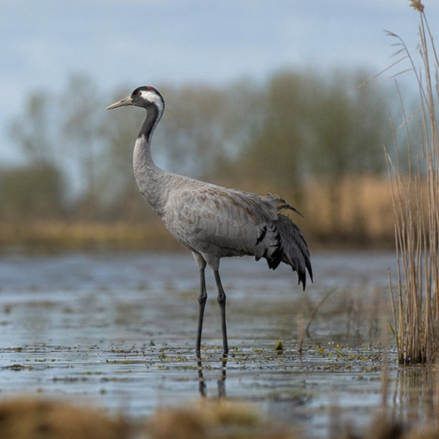 Crane