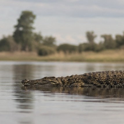 Crocodile