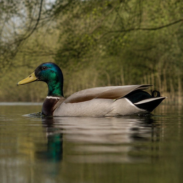 Duck
