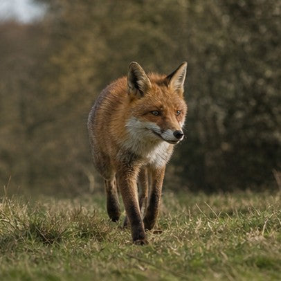 Fox