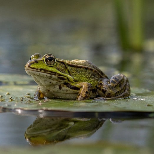 Frog