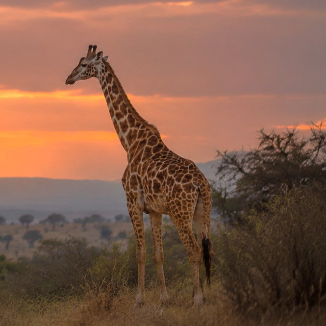 Giraffe