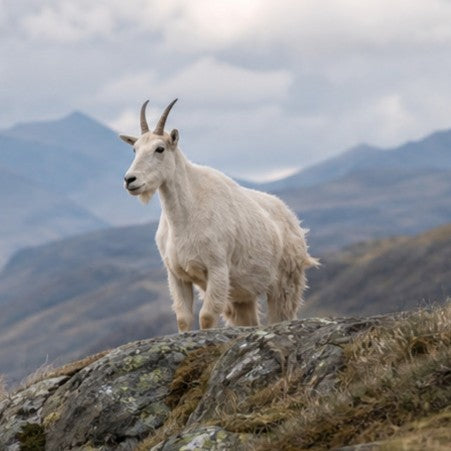Goat