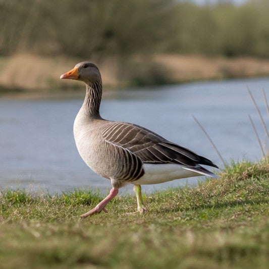 metafield animal goose square 01