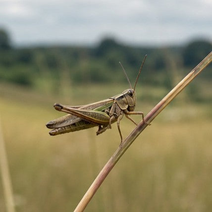 Grasshopper