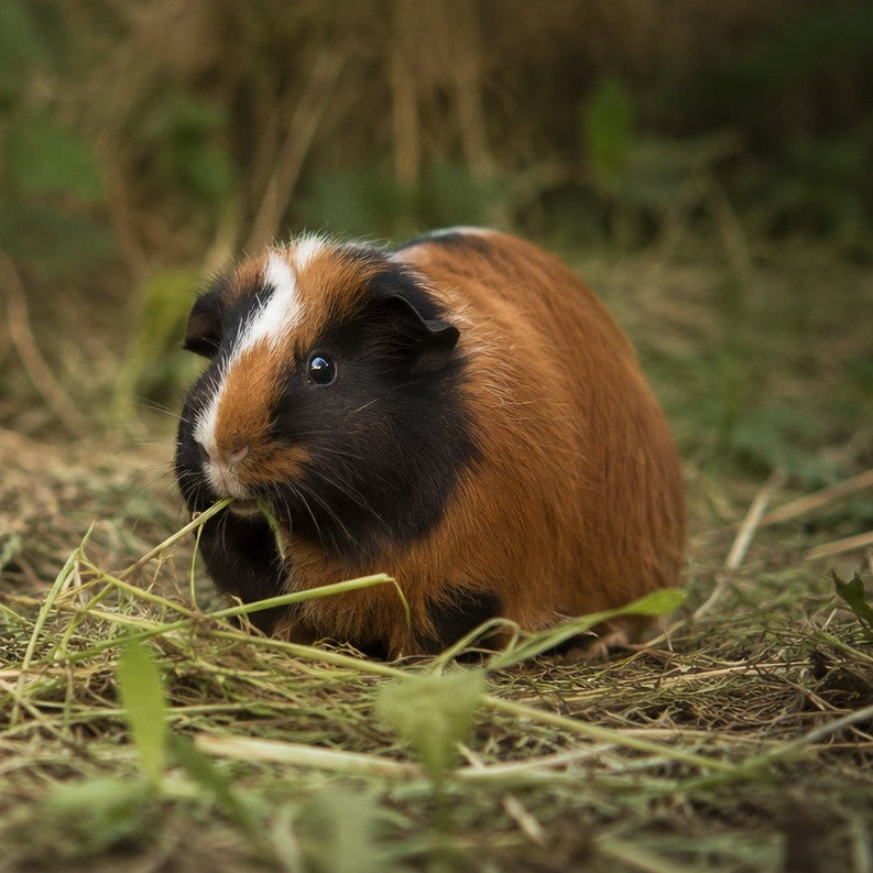 Guinea Pig