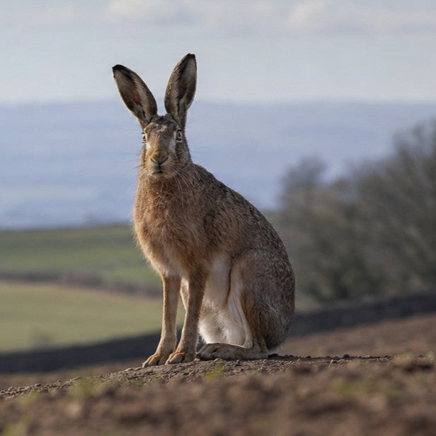 Hare
