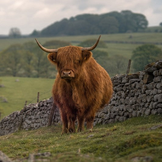 Highland Cow