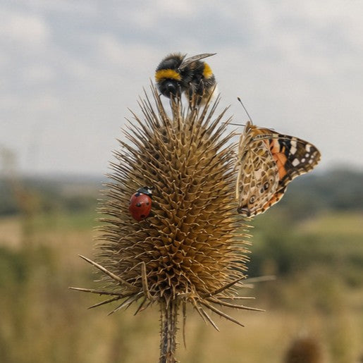 Insect