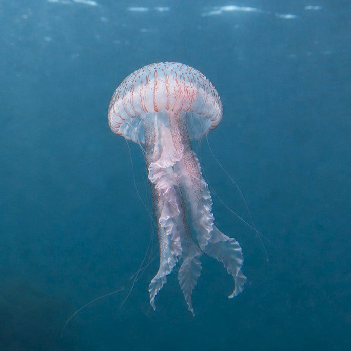 metafield animal jellyfish square 01