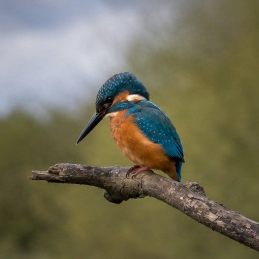 Kingfisher