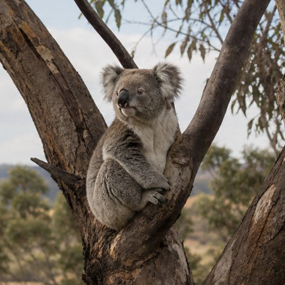 Koala