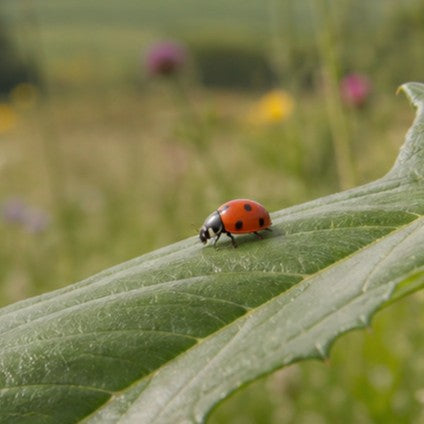 Ladybird