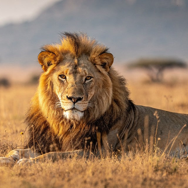 Lion