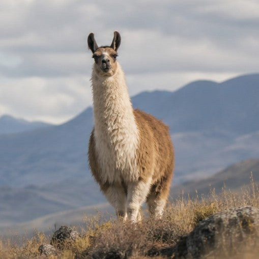 Llama