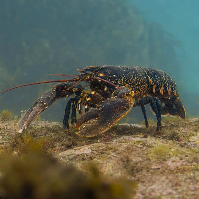 Lobster