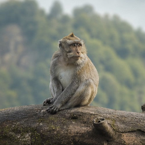 Monkey