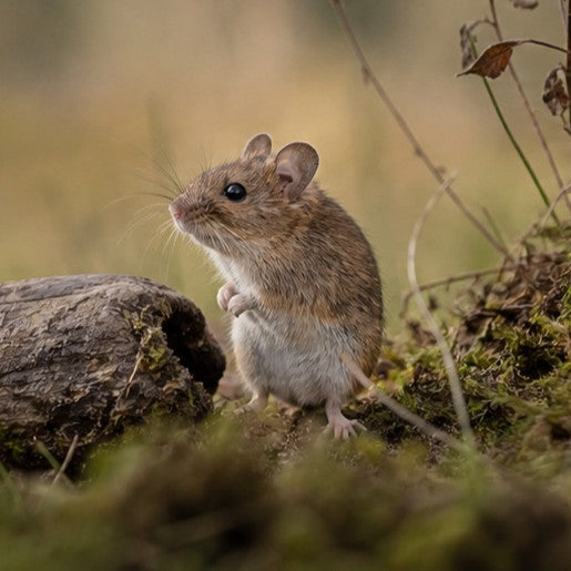 Mouse