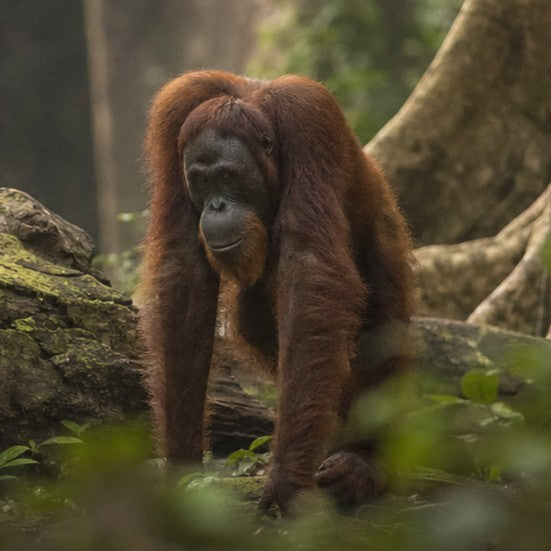 Orangutan