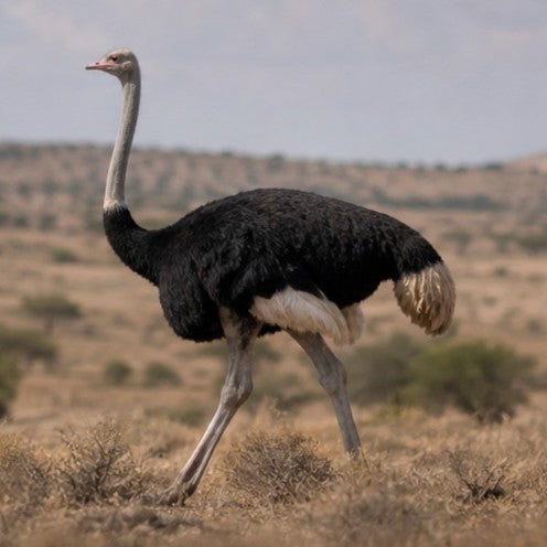 Ostrich