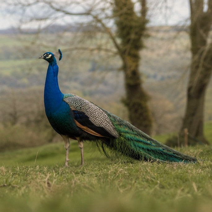 Peacock