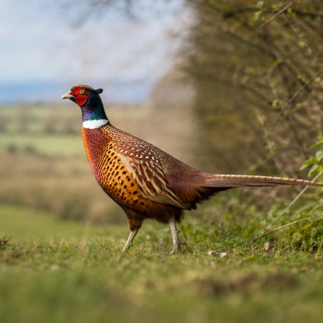 Pheasant