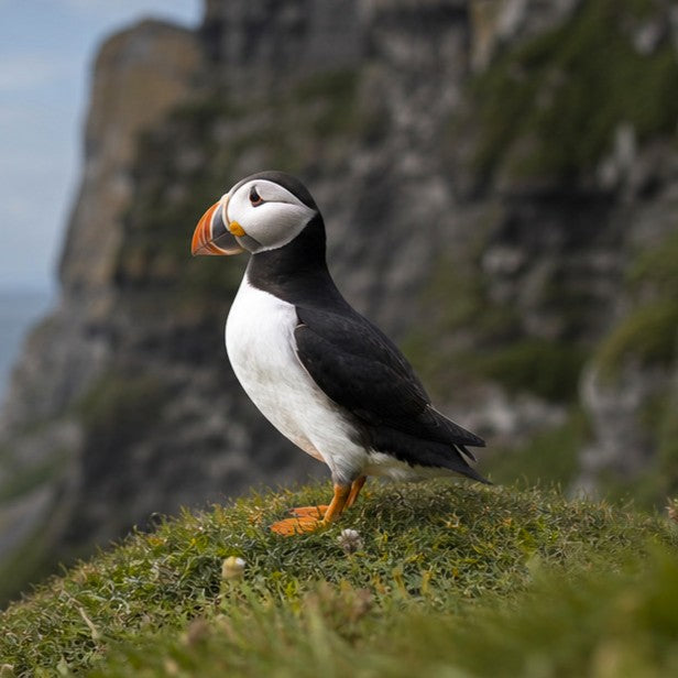 Puffin