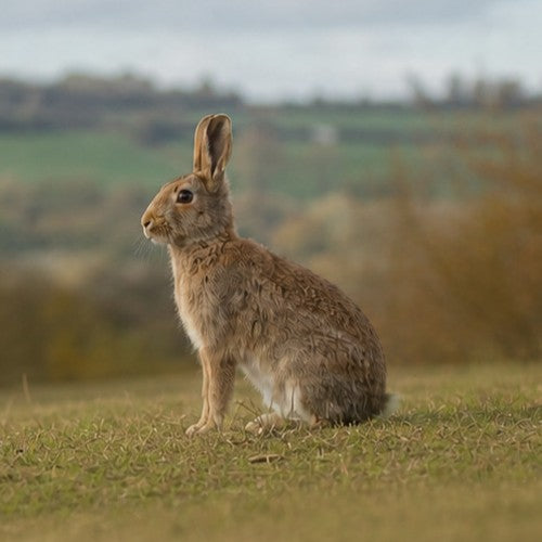 Rabbit