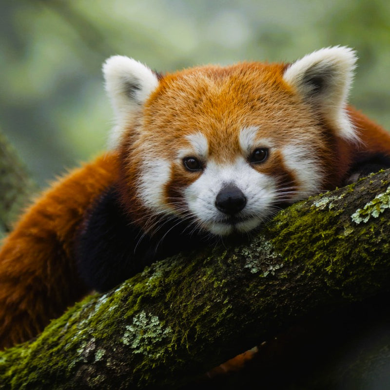 Red Panda