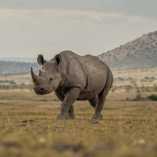 Rhino