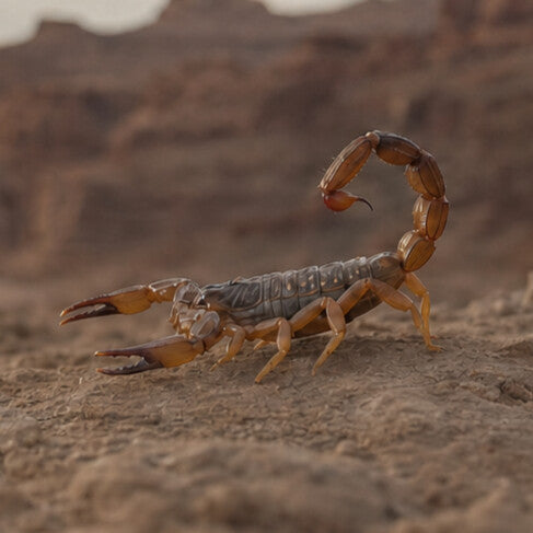 Scorpion
