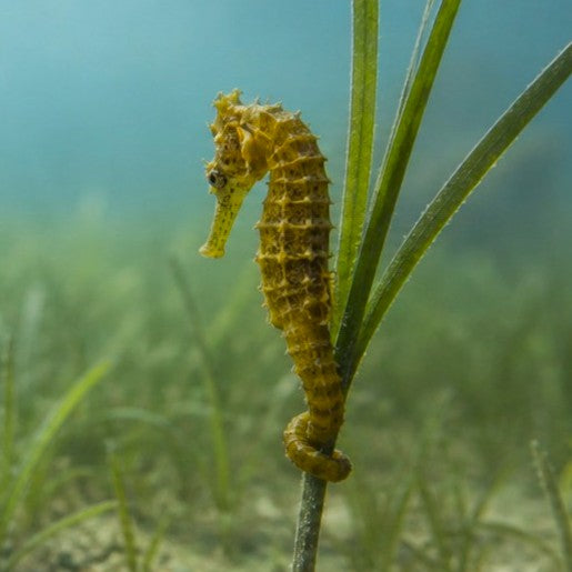 Seahorse