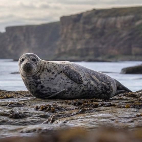 Seal