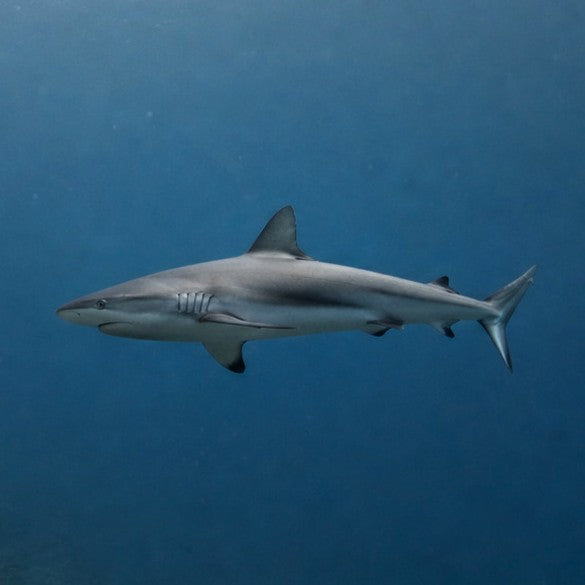 Shark