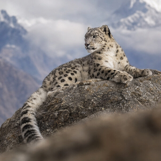 Snow Leopard