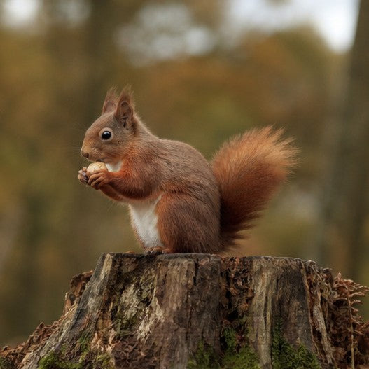 Squirrel