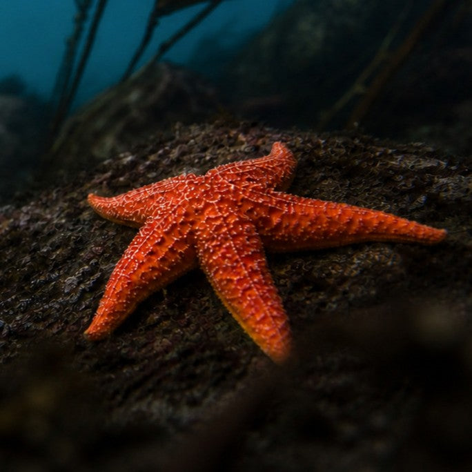 Starfish